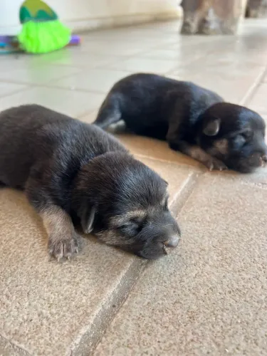 Filhotes de Pastor Alemão. 