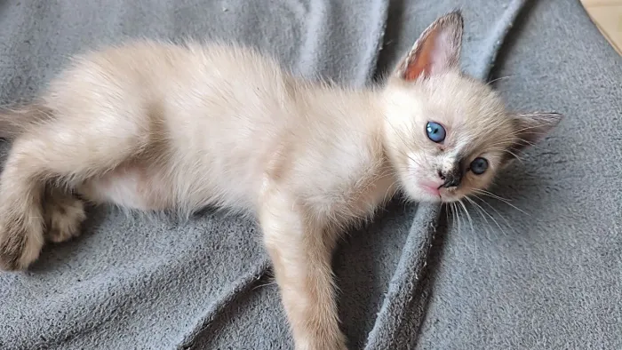 Gatinho macho para adoção