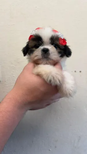 Filhote de Shih Tzu Encantador