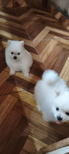 Splitz macho