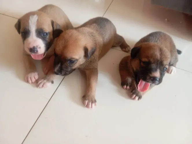 Cachorro para Adoação