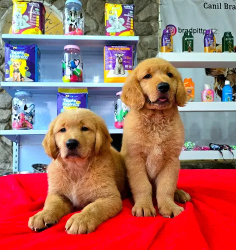 Filhotes de Golden Retriever com PEDIGREE CBKC
