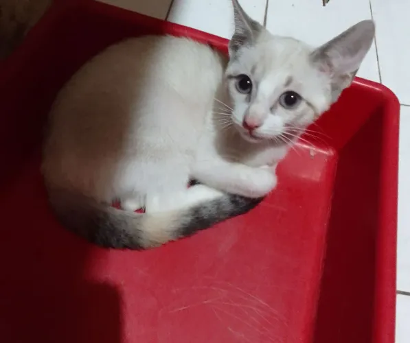 Pedido de ajuda ou adoção 