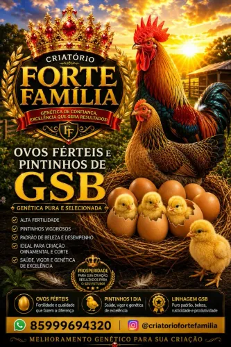 Ovos férteis Galinha GSB. Aves de alto padrão.