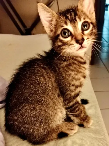 Filhotes de Gato para adoção (Favor ler o anúncio todo)