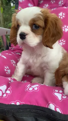Cavalier fotos de hoje pedigree cbkc 