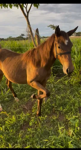 Potra 1/2 Sangue a Venda ( QM com Paint Horse )