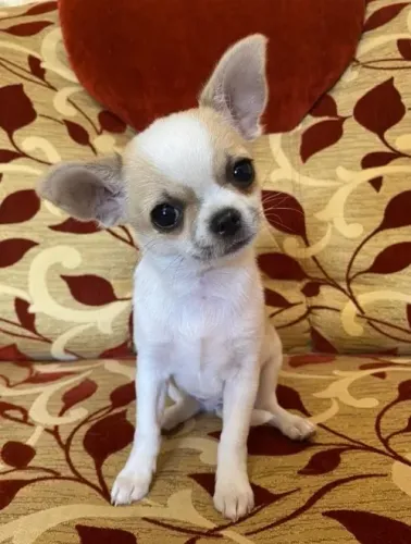 Chihuahua Mini Creme Fêmea - Compacta, Leal e Super Charmosa!
