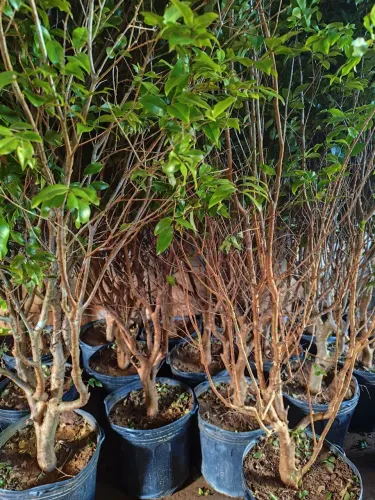 Mudas de Jabuticaba Prontas para Plantio/ A partir de 1,60 de altura 