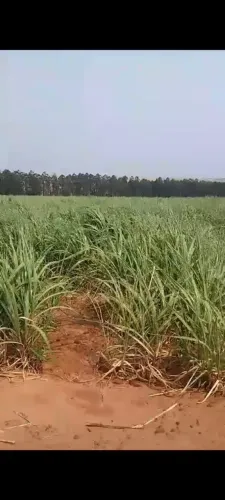 Fazenda de cana