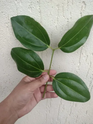 Folha de Canela Orgânica para Banhos, Defumação e Chás