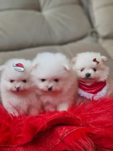 Lulu da pomerania anões 