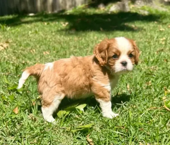 Cavalier King Charles Spaniel com traços nobres e personalidade doce