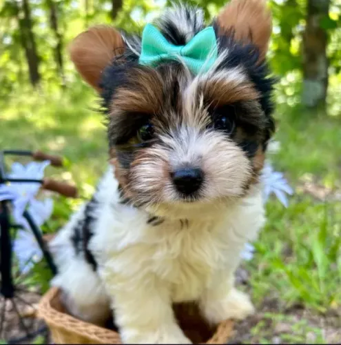 Biewer Terrier Fêmea Super Pequena - Pronta Para o Novo Lar