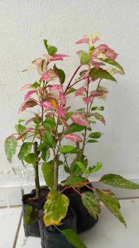 Mudas de Hibisco Variegata - Linda e Exótica!