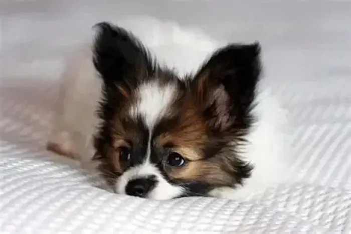 Papillon - Filhotes Novos 