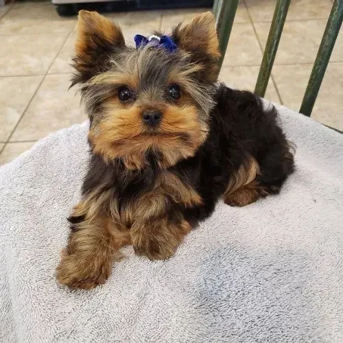 Filhotes de yorkshire disponíveis - entrega imediata