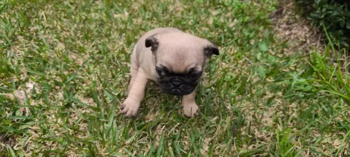 Pug Adote um Amigo para Todas as Horas!