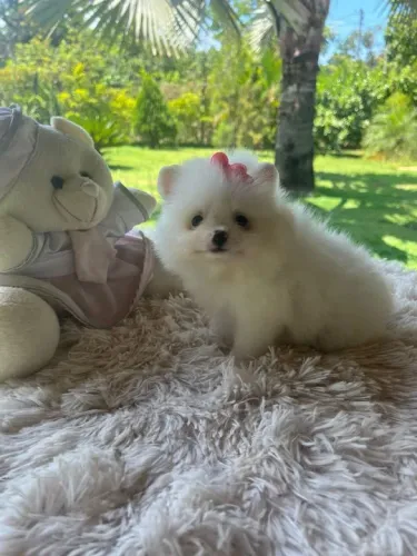 Lulu da Pomerania anão