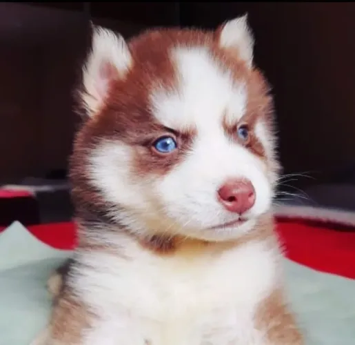 Filhotes de husky
