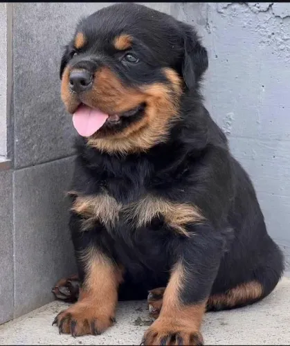Filhote Rottweiler, Nada como um filhotinho para iluminar seu dia!