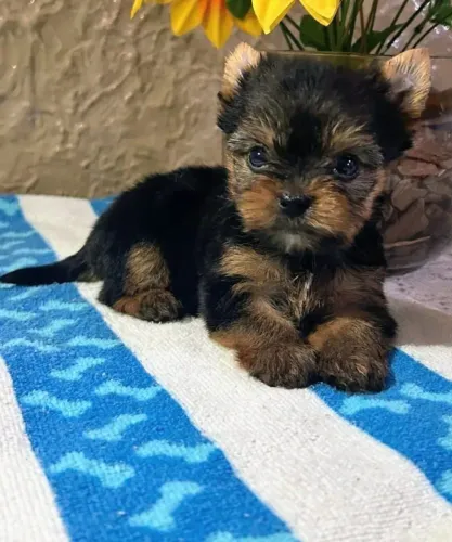 Yorkshire para quem ama cães pequenos