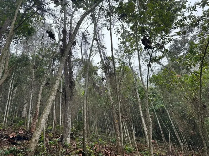 Excelente Terreno à venda em Ipiabas - Barra do Piraí