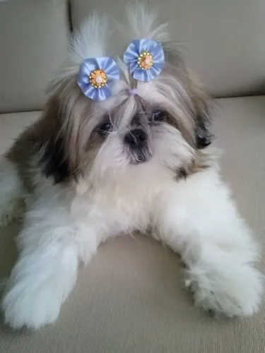 Shih Tzu Fêmea Adorável com laços de flor azul