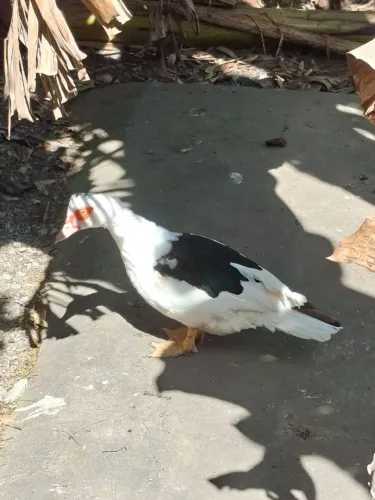 Pata (fêmea)