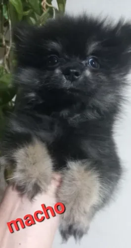 Spitz alemão macho