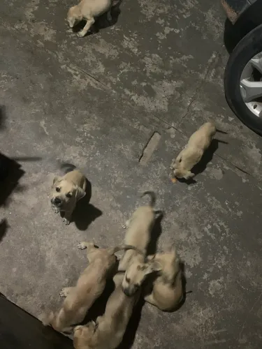 Cachorras para adoção