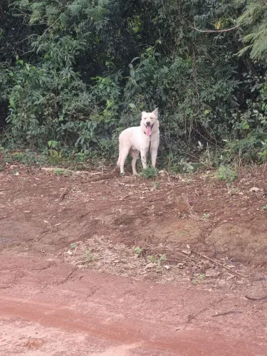 Doação Cachorro - Husky com Golden Retriever