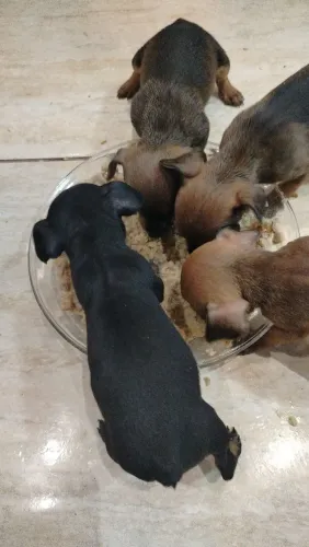 Vende-se cachorro pinscher