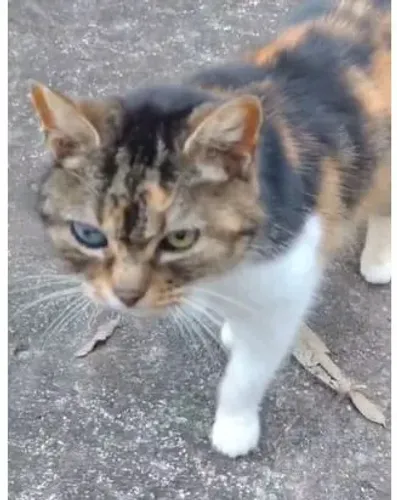 Adoção de gata