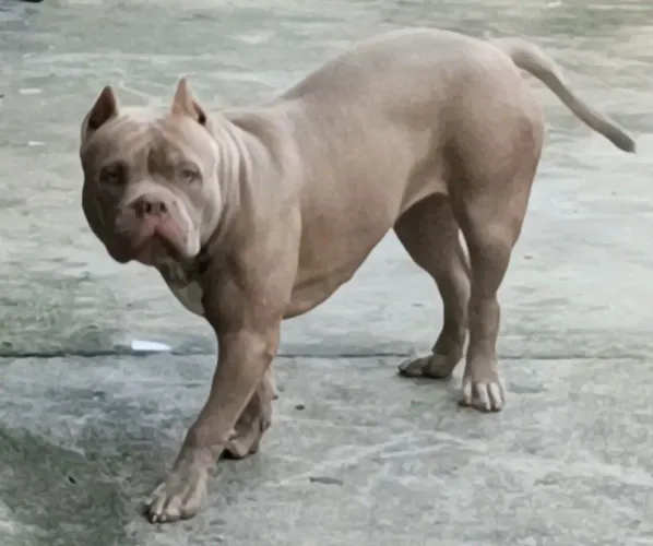 Pitmonster fêmea 