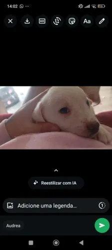 Lindos filhotes de labradores 400 reais