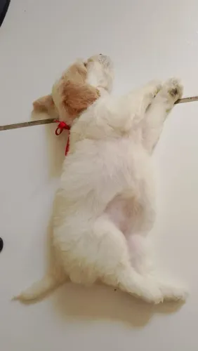 Cachorro poodle raça pequena 