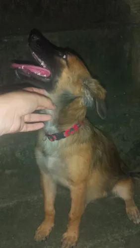 Fêmea adoção