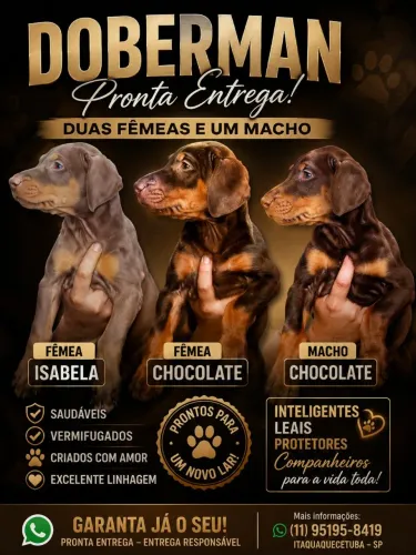 Doberman fêmeas e macho