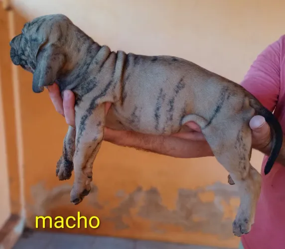 Filhotes de fila brasileiro