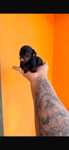 Pinscher machinho zero