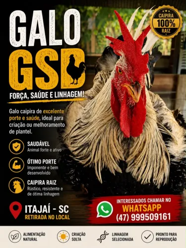 ? GALO GSB À VENDA ?