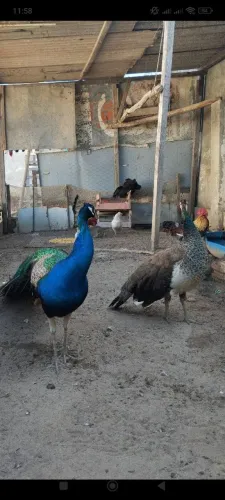 Galinhas ornamentais 