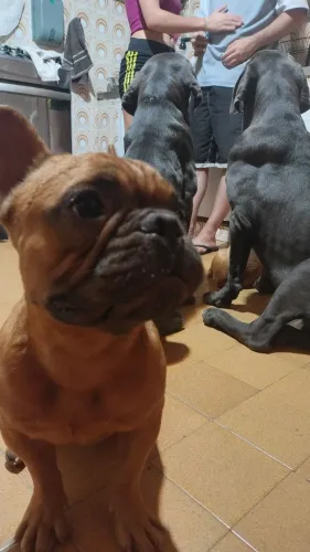 Doo um casal de buldogues.
