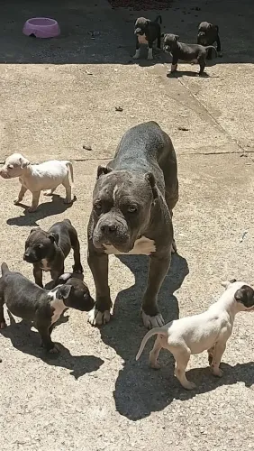 Pit Bull 350 chega junto