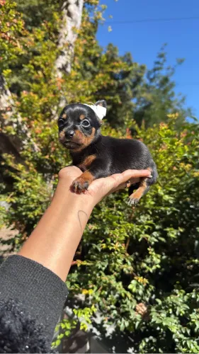pinscher femea