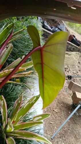 Planta Filodendron rubro