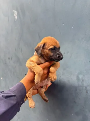 Cachorros para Adoção 