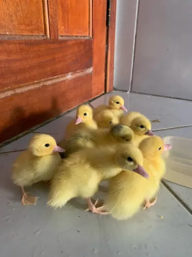 Filhote de pato