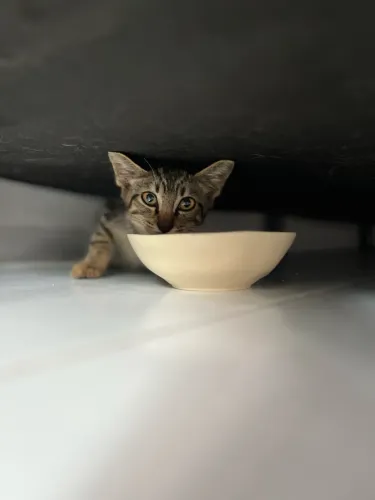 Gatinho para adoção 